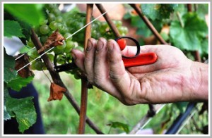 vendemmia_mano